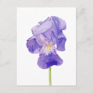 Purple Iris Postcard