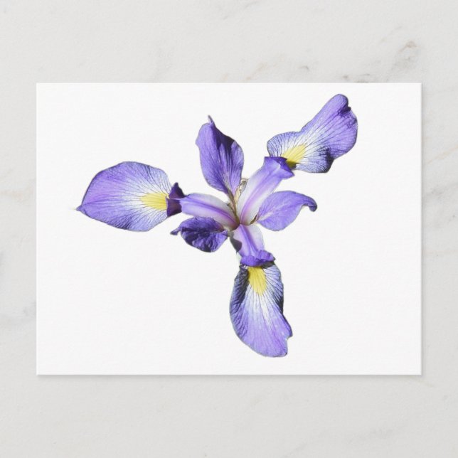 Purple Iris  Postcard (Front)