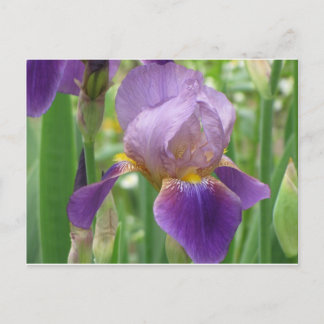 Purple Iris Postcard