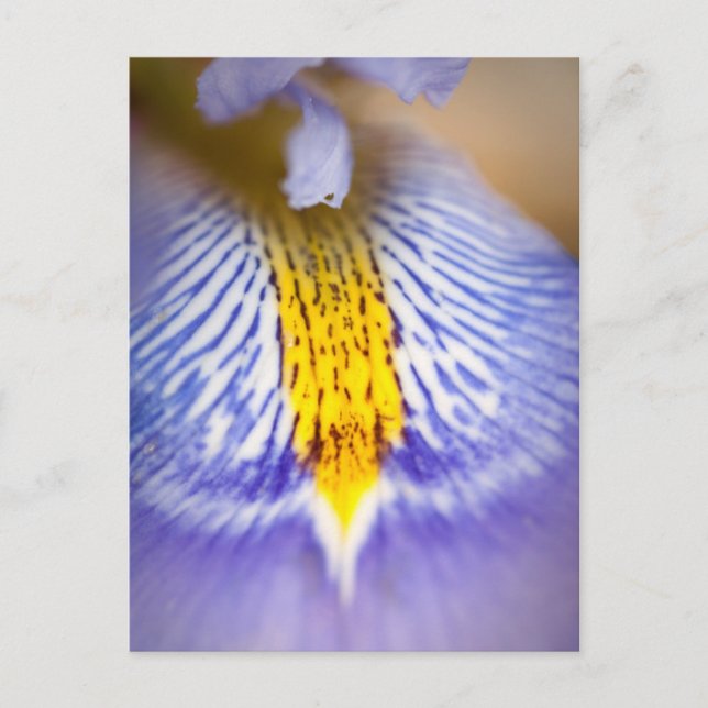 Purple Iris Postcard (Front)