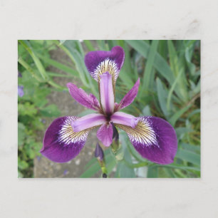 Purple Iris Postcard