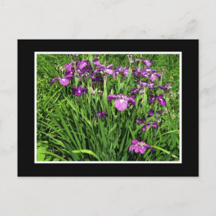 Purple Iris Postcard