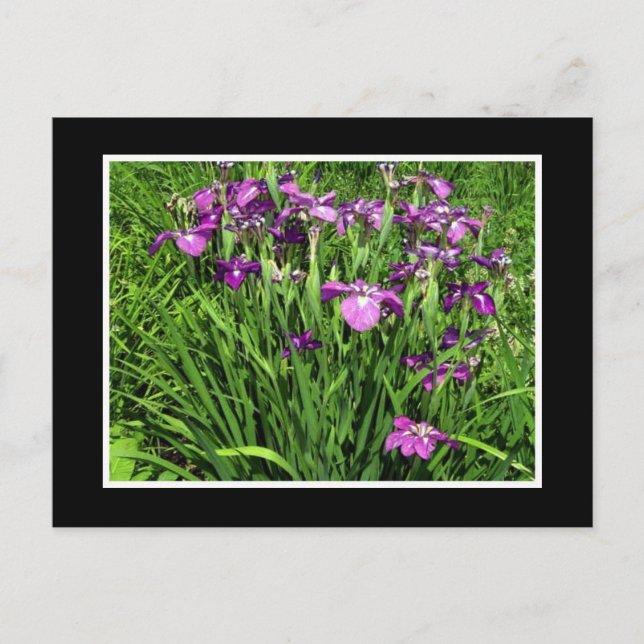 Purple Iris Postcard (Front)
