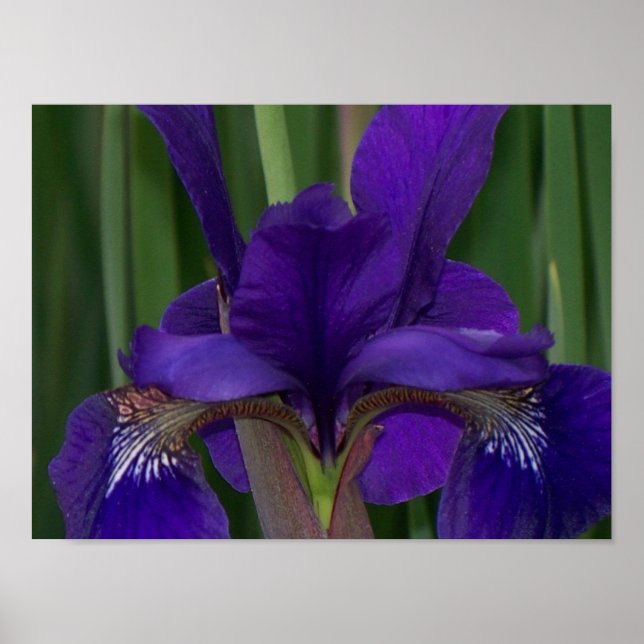 Purple Iris Poster (Front)