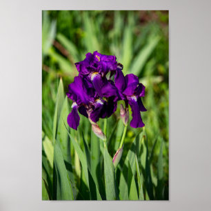 Purple Iris Poster