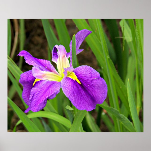 Purple Iris Poster (Front)