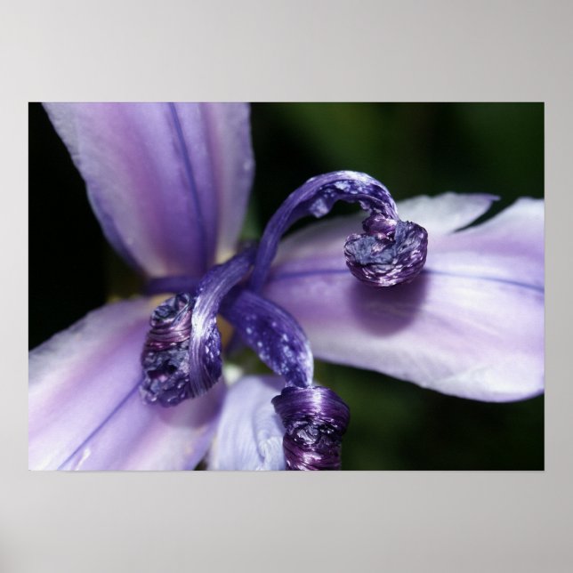 Purple Iris Poster (Front)
