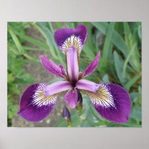 Purple Iris Print