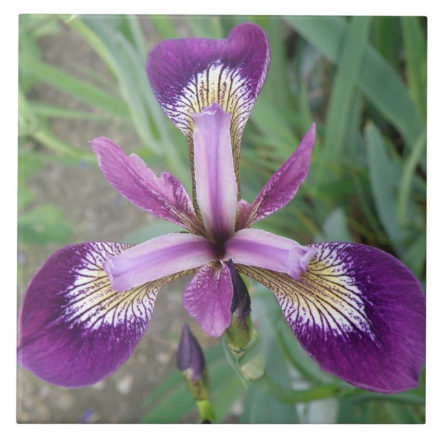Purple iris Tile (Front)