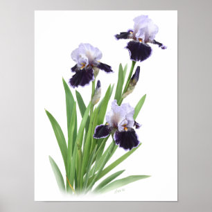 Purple Iris Trio Original Art Print