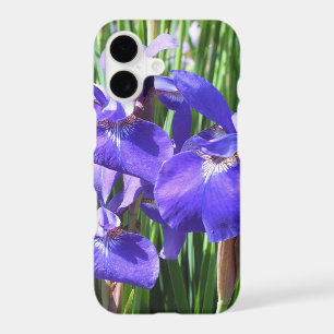 Purple Irises