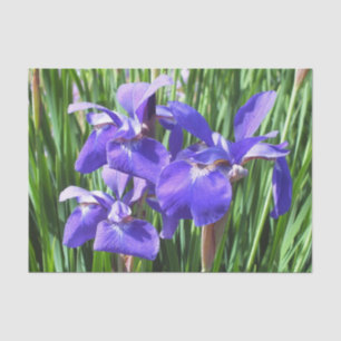 Purple Irises Acrylic  Tissue Paper