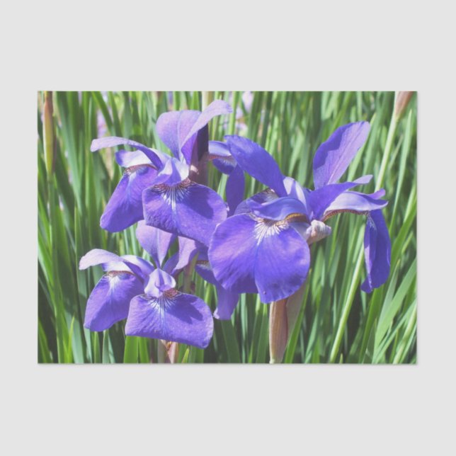 Purple Irises Acrylic  Tissue Paper (Front)