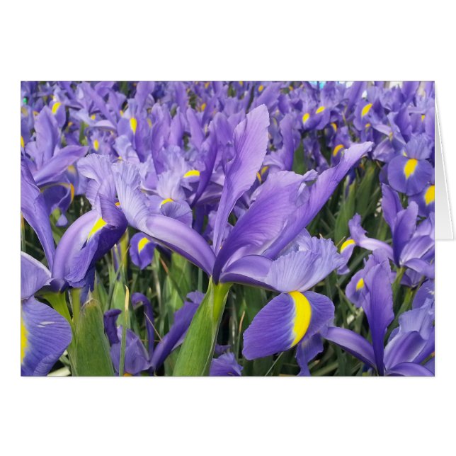 Purple Irises Card (Blank inside) (Front Horizontal)