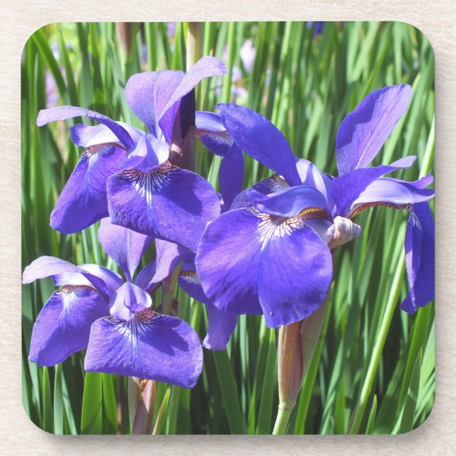 Purple Irises Coasters (Front)