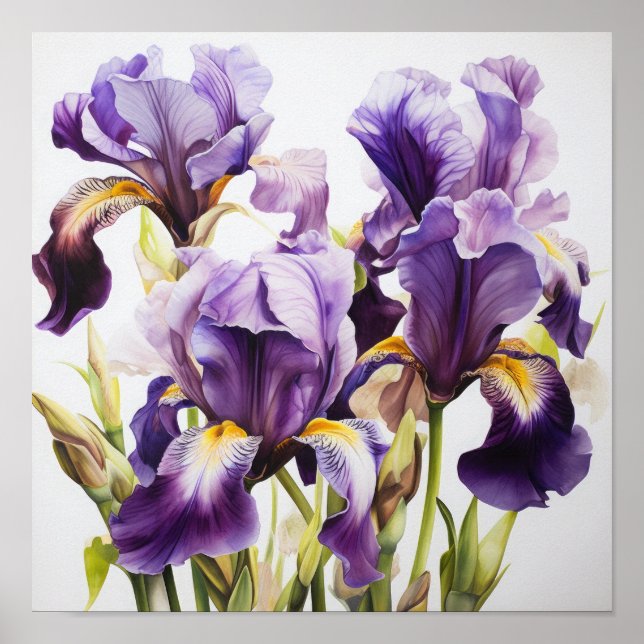 Purple Irises Flower Art Print Poster (Front)