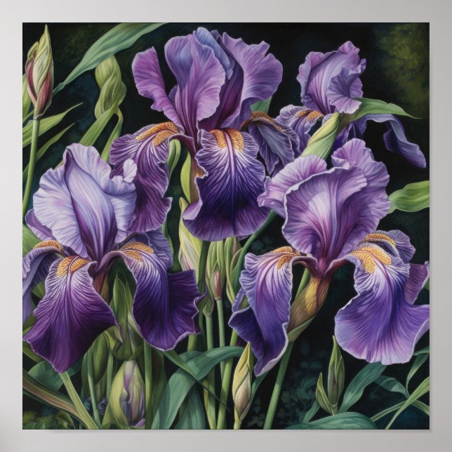 Purple Irises Flower Art Print Poster (Front)