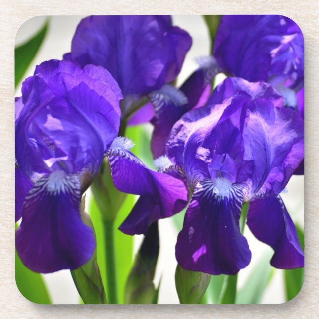 Purple Irises Iris Flower Coaster (Front)
