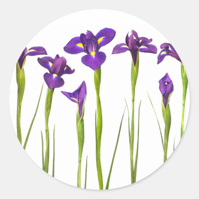 Purple Irises - Iris Flower Customised Template Classic Round Sticker (Front)