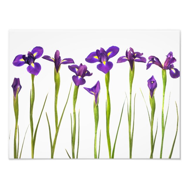 Purple Irises - Iris Flower Customised Template Photo Print (Front)