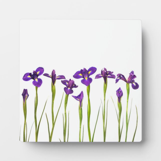 Purple Irises - Iris Flower Customised Template Plaque (Front)