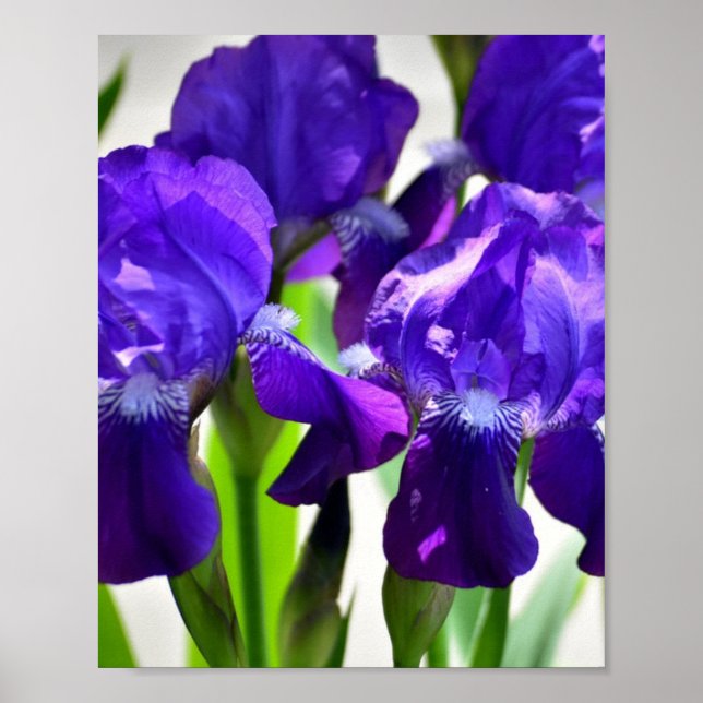 Purple Irises Iris Flower Poster (Front)