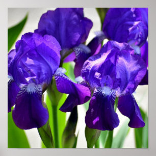 Purple Irises Iris Flower Poster