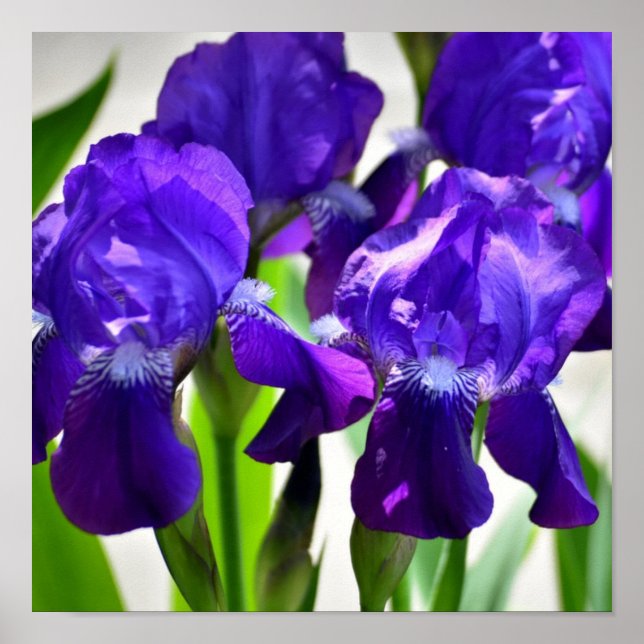 Purple Irises Iris Flower Poster (Front)