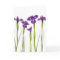 Purple irises isolated on a white background