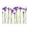 Purple irises isolated on a white background