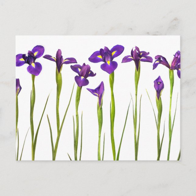 Purple irises isolated on a white background postcard (Front)