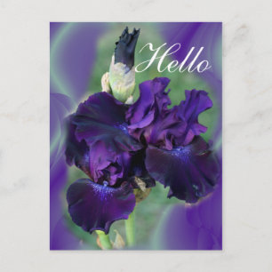 Purple Irises-lvsg Postcard