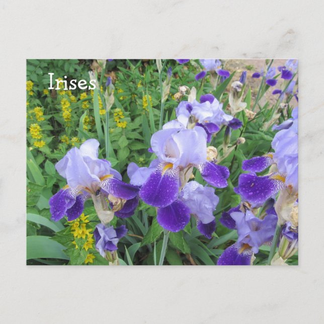 Purple Irises Postcard (Front)