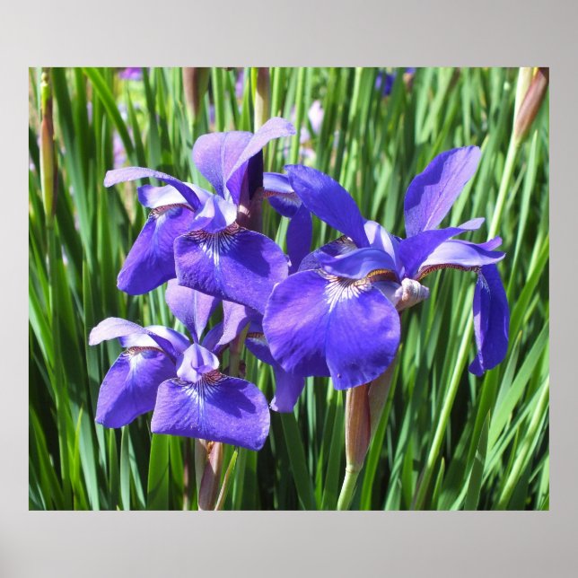 Purple Irises Poster (Front)