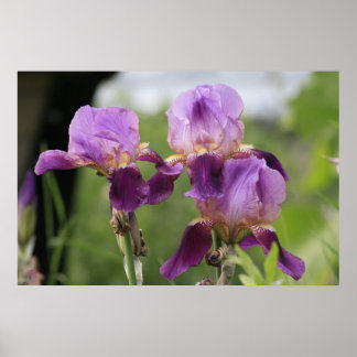 Purple Irises! Poster