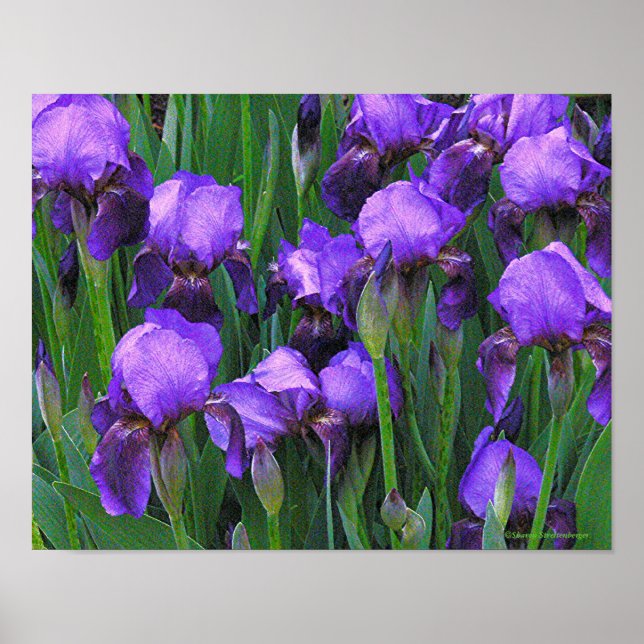 "PURPLE IRISES" POSTER (Front)
