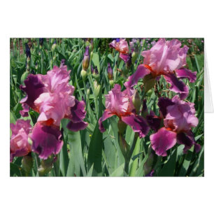 Purple Irises Spring Floral