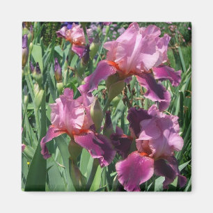 Purple Irises Spring Floral Magnet