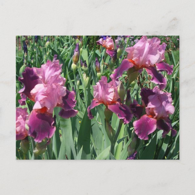Purple Irises Spring Floral Postcard (Front)