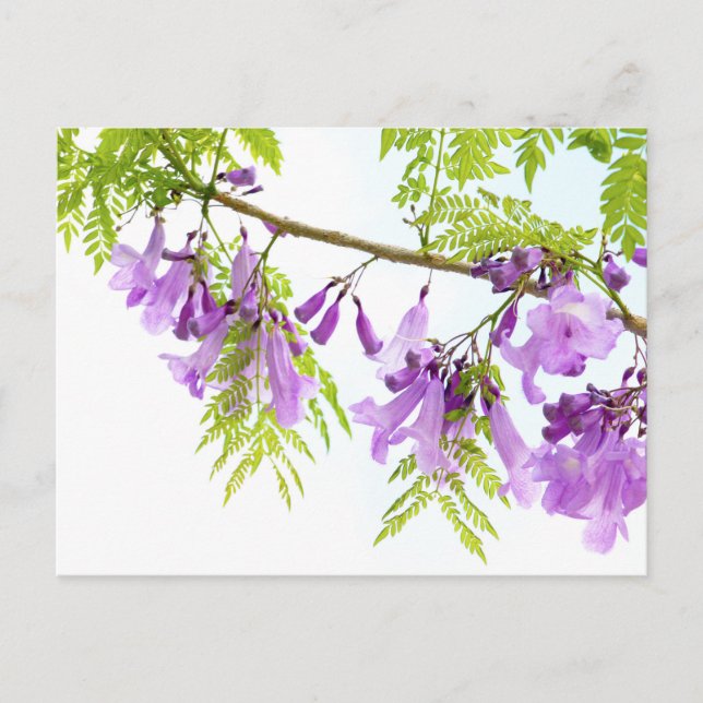 Purple Jacaranda Flowers Postcard (Front)