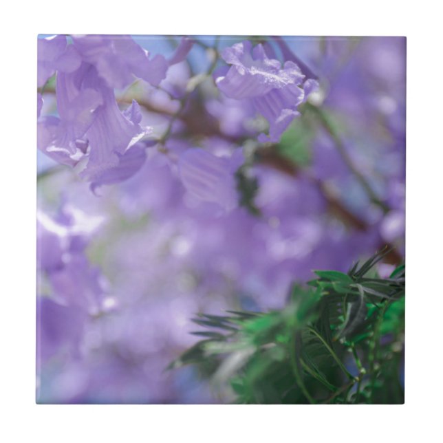 Purple Jacaranda Tree Flowers Ceramic Tile (Front)