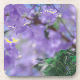 Purple Jacaranda Tree Flowers Coaster