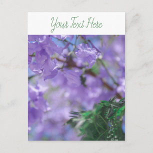 Purple Jacaranda Tree Flowers Postcard
