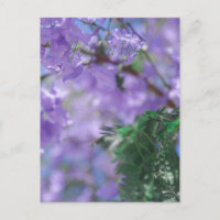 Purple Jacaranda Tree Flowers