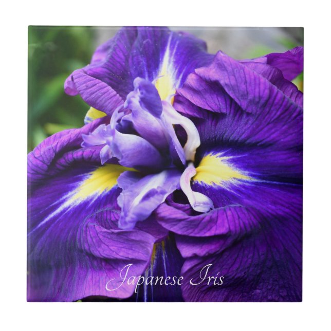 Purple Japanese Iris Bloom Floral Ceramic Tile (Front)