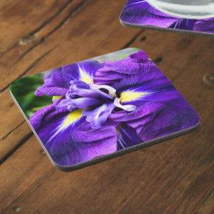 Purple Japanese Iris Bloom Floral Coaster