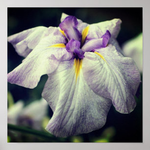 Purple Japanese Iris Flower Close Up Poster