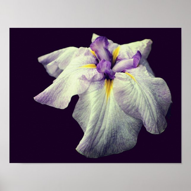 Purple Japanese Iris Flower Close Up  Poster (Front)