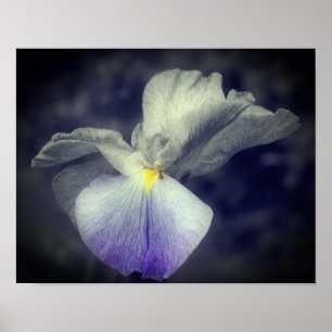 Purple Japanese Iris Flower Partial Colour Poster