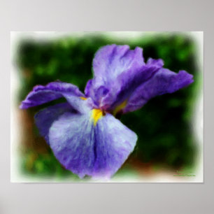 Purple Japanese Iris Flower Photo Painting Poster